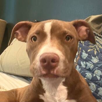 Caramel Macchiato -  Terrier Dog for Adoption in Bloomfield, Connecticut - Caramel Macchiato | PetCurious