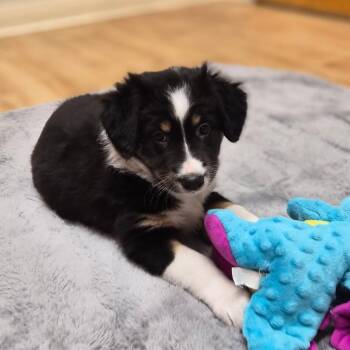 Helena -  Mixed Breed Dog Available for Adoption in Woodstock, Illinois - Helena | PetCurious