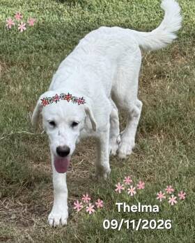 Thelma -  Great Pyrenees Dog for Adoption in Warren, Rhode Island - Thelma | PetCurious
