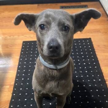 Rescue Mixed Breed Dogs for Adoption in Olathe, Kansas - Yogi | PetCurious