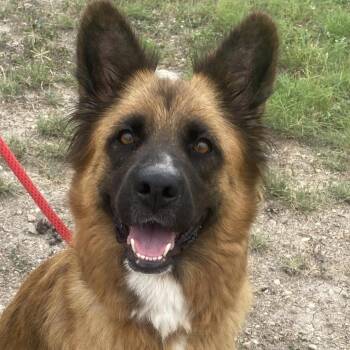Rescue German Shepherd Dog and Belgian Shepherd Malinois Dogs for Adoption in Austin, Texas - Sheeba JuM (mom) | PetCurious