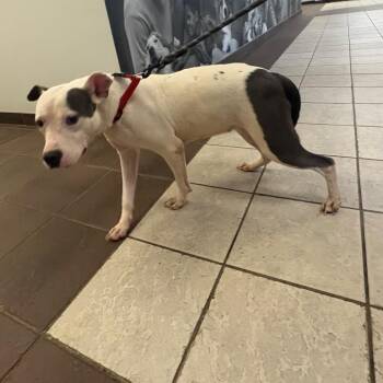 Mixed Breed Dogs Available for Adoption in Columbus, Georgia - 05/28/2026-Stray-FlatRockRoad | PetCurious