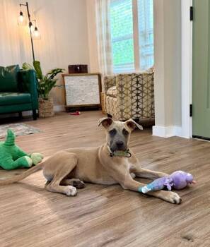 Junior Flame Tulip The Good Time Cutie -  Great Dane and Pit Bull Terrier Dog for Adoption in Friendswood, Texas - Junior Flame Tulip The Good Time Cutie | PetCurious