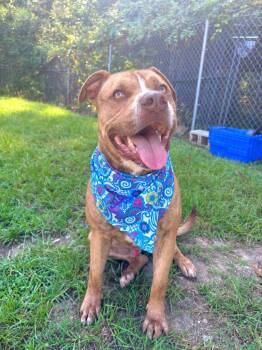 Ian -  American Bully Dog for Adoption in Winnsboro, South Carolina - Ian | PetCurious