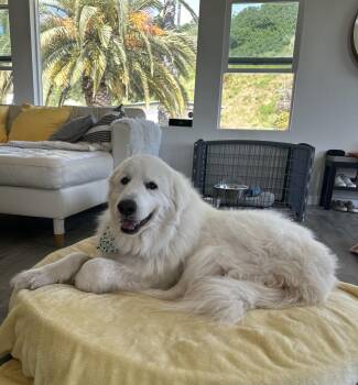 Wolfie -  Great Pyrenees Dog for Adoption in Camarillo, California - Wolfie | PetCurious