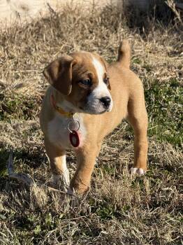 Pit Bull Terrier Dogs Available for Adoption - Jasper | PetCurious