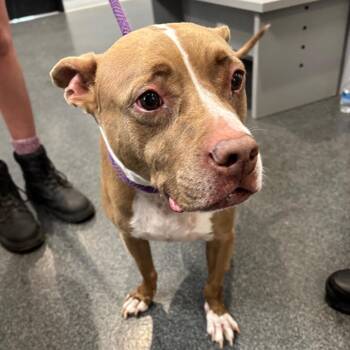 Rufus -  Mixed Breed Dog for Adoption in Allentown, Pennsylvania - Rufus | PetCurious