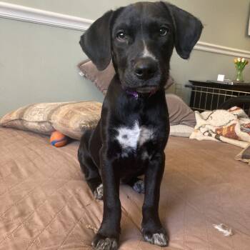 Rescue Beagle Dogs for Adoption in South Elgin, Illinois - Kathy | PetCurious