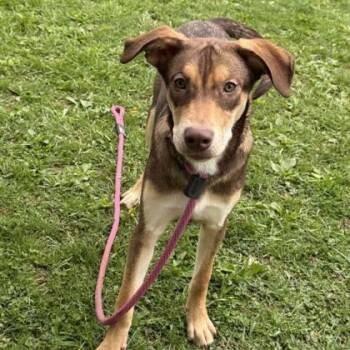 Shepherd Dogs Available for Adoption in Philadelphia, Pennsylvania - Cinnamon | PetCurious