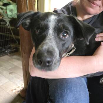 Rescue Border Collie and Australian Cattle Dog Blue Heeler Dogs for Adoption in Friendship, New York - Harley | PetCurious