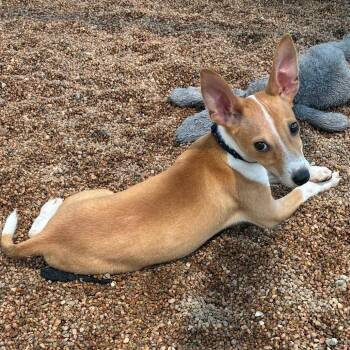 Bambi -  Rat Terrier and Mixed Breed Dog for Adoption in Sand Springs, Oklahoma - Bambi | PetCurious
