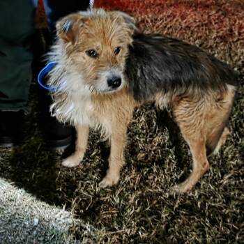 Rescue Wirehaired Terrier and Poodle Dogs for Adoption in Goltry, Oklahoma - Tommy | PetCurious