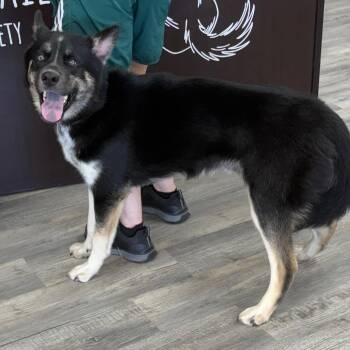 Xavier -  Husky Dog for Adoption in Crookston, Minnesota - Xavier | PetCurious