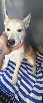 Siberian Husky Dogs Available for Adoption - MILANI | PetCurious