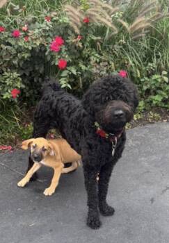 Clifford -  Goldendoodle Dog for Adoption in Bull Valley, Illinois - Clifford | PetCurious