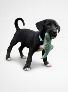 Daisy -  Shepherd and Mixed Breed Dog for Adoption in Hudson, New York - Daisy | PetCurious