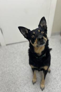 Ziva -  Australian Kelpie Dog for Adoption in Lancaster, Pennsylvania - Ziva | PetCurious