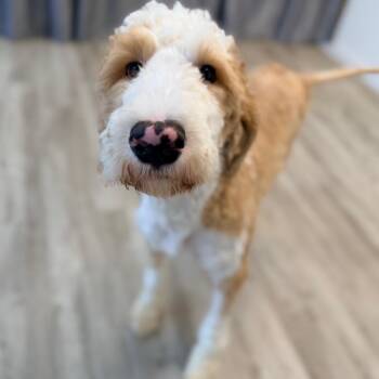 Marlow -  Poodle and Golden Retriever Dog for Adoption in Green Bay, Wisconsin - Marlow | PetCurious
