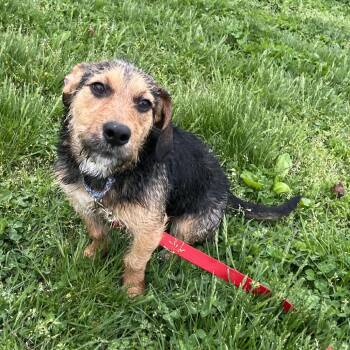 Terrier and Mixed Breed Dogs Available for Adoption in Wilmington, Delaware - Ruby | PetCurious