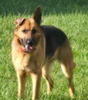 Rescue German Shepherd Dog Dogs for Adoption in Delray Beach, Florida - Bessie | PetCurious