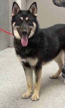 German Shepherd Dog and Siberian Husky Dogs Available for Adoption in Pasadena, Texas - TRIGGER | PetCurious