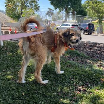 Border Terrier and Mixed Breed Dogs Available for Adoption in Ashland, Oregon - Minnow | PetCurious