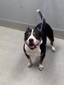 CHICHI -  Staffordshire Bull Terrier Dog for Adoption in Las Vegas, Nevada - CHICHI | PetCurious