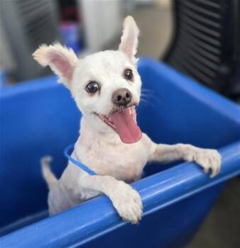 Chihuahua Dogs Available for Adoption in Dallas, Texas - FIRUELEIS | PetCurious