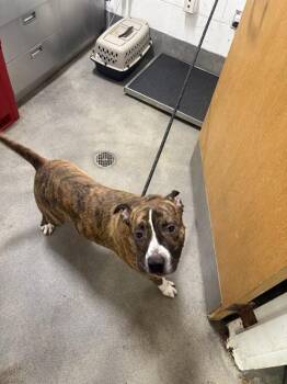 OSKAR -  Pit Bull Terrier Dog for Adoption - OSKAR | PetCurious