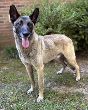 Richard -  Belgian Shepherd Malinois Dog for Adoption in Gardiner, New York - Richard | PetCurious
