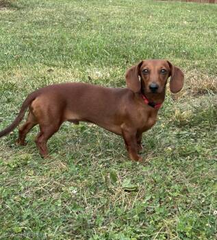 Rescue Dachshund Dogs for Adoption in Lebanon, Ohio - Joey | PetCurious