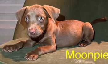 Moonpie -  Chocolate Labrador Retriever and Labrador Retriever Dog for Adoption in Toronto, Ontario - Moonpie | PetCurious