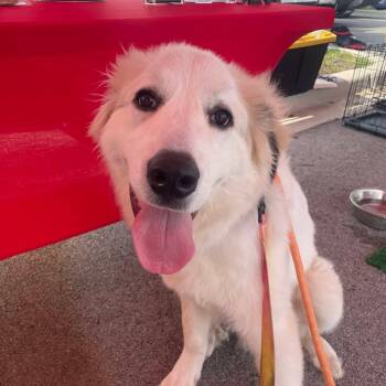 Broly -  Great Pyrenees Dog for Adoption in Plainfield, Illinois - Broly | PetCurious