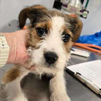 Lydia -  Mixed Breed Dog for Adoption in Madisonville, Tennessee - Lydia | PetCurious