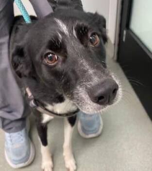 Duchess -  Border Collie Dog for Adoption in Thompson Falls, Montana - Duchess | PetCurious