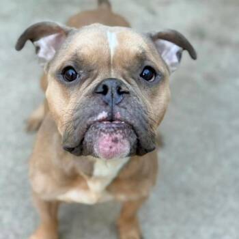 American Bulldog and American Bully Dogs Available for Adoption in Chicago, Illinois - Minty | PetCurious