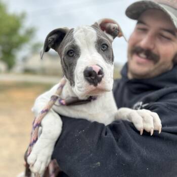 Pit Bull Terrier Dogs Available for Adoption in Columbia, South Carolina - Jump | PetCurious