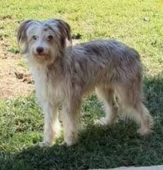 Benji -  Australian Shepherd Dog for Adoption in Metropolis, Illinois - Benji | PetCurious