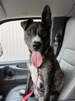 Rescue Mixed Breed Dogs for Adoption in Mandan, North Dakota - Beetle | PetCurious
