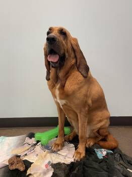 Bloodhound Dogs Available for Adoption in Mishawaka, Indiana - Maggie | PetCurious