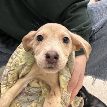Roami -  Mixed Breed Dog for Adoption in Spokane, Washington - Roami | PetCurious