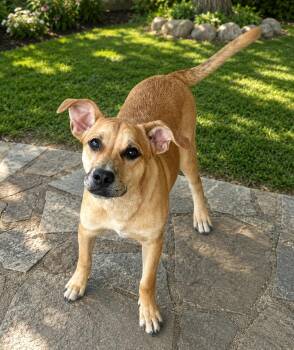 Doc -  Black Mouth Cur Dog for Adoption in Bandera, Texas - Doc | PetCurious