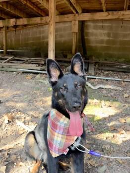 Morticia -  German Shepherd Dog Dog for Adoption in North Little Rock, Arkansas - Morticia | PetCurious