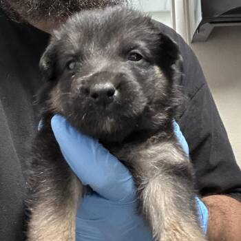 skeleton -  Shepherd and Mixed Breed Dog for Adoption in Yuma, Arizona - Skeleton | PetCurious
