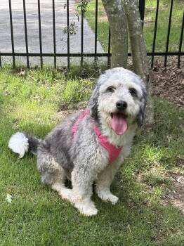 Callaway -  Bernadoodle Dog for Adoption in Anniston, Alabama - Callaway | PetCurious