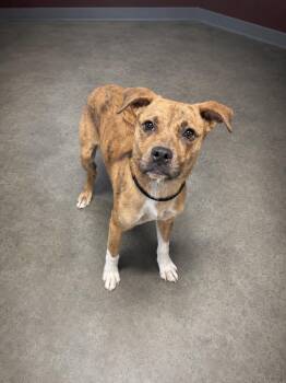 Nix -  Catahoula Leopard Dog Dog for Adoption in Gautier, Mississippi - Nix | PetCurious