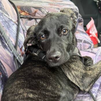 Rescue Mixed Breed Dogs for Adoption in Redwood Valley, California - Mavis From Davis | PetCurious