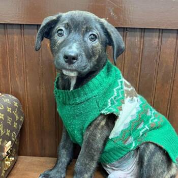 Petey (Formerly Cashew) -  Mixed Breed Dog for Adoption in Bartlett, Tennessee - Petey (Formerly Cashew) | PetCurious