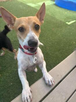 Donut -  Jack Russell Terrier Dog for Adoption in Phoenix, Arizona - Donut | PetCurious