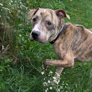 Monopoly -  Mixed Breed Dog for Adoption in Pittsburgh, Pennsylvania - Monopoly | PetCurious